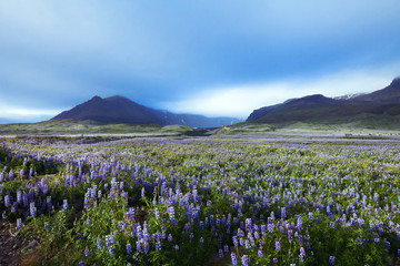 beautiful landscape with field of flowers and mountains on background, Iceland