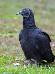 Black Vulture sitting on the grass