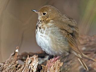 Hermit Thrush