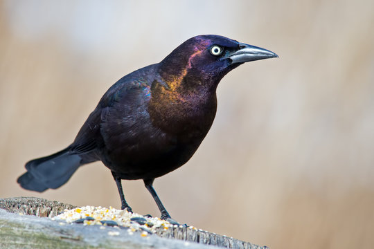 Boat-tailed Grackle