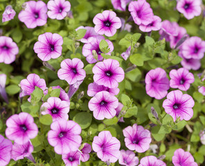 The petunias pink flowers