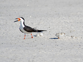 Black Skimmer adult with Chicks on Beach