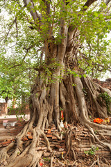 Head of Buddha under a fig tree, Ayutthaya