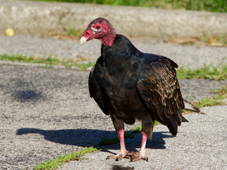 The vulture is searching for the food