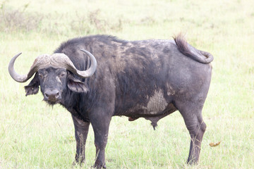 Fototapeta premium African buffalo (Cape buffalo) on plain of Serengeti National Park, Tanzania,