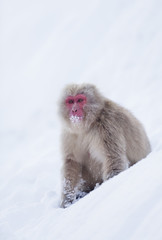 Snow monkey of Jigokudani onsen in Japan