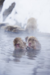 Fototapeta premium Snow monkeys (Japanese Macaques) in the onsen hot springs of Nagano,Japan.