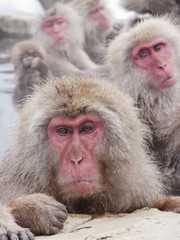 Snow monkeys (Japanese Macaques) in the onsen hot springs of Nagano,Japan.