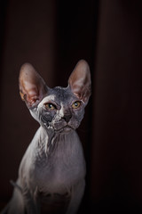 Sphynx kitten portrait on a color background © Anna Averianova
