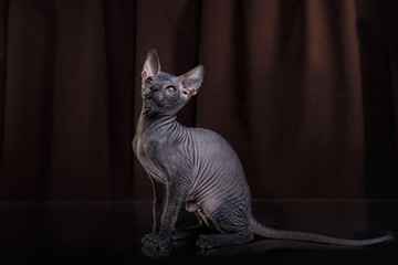 Sphynx kitten portrait on a color background © Anna Averianova