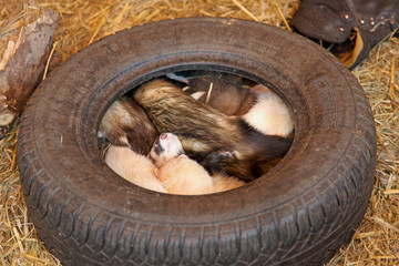 Ferrets