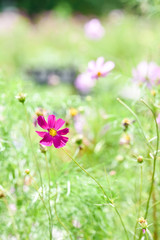 Cosmos flower