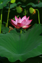 Lotus flower and Lotus flower plants