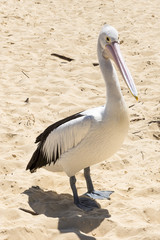 Pelican on the beach during the day at Tangalooma Island in Queensland on the west side of Moreton Island. 