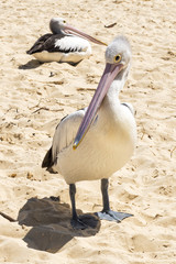 Pelican on the beach during the day at Tangalooma Island in Queensland on the west side of Moreton Island. 