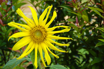 Yellow sunflower