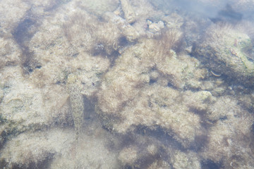 fish swimming near reef under the sea