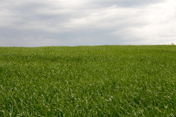 field sown with grass to the horizon