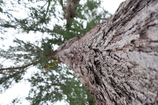 pine tree bark texture