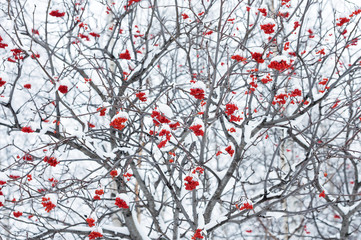 Snow-covered tree with red clusters of a mountain ash