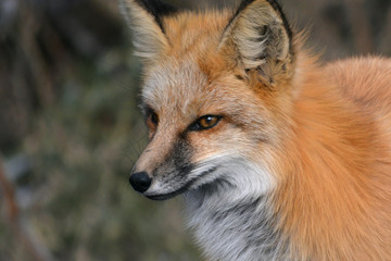 Red Fox Closeup