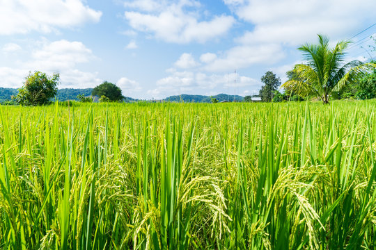 Gold Rice Crop Field