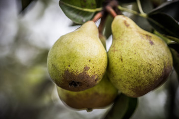Pears on the tree