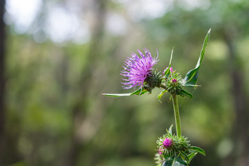 Thistle flowers