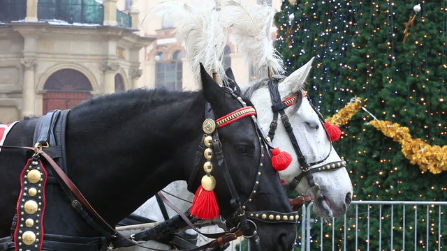 Carriage of horses in festive harness with feathers near Christmas tree at City Hall square decorated for holidays.