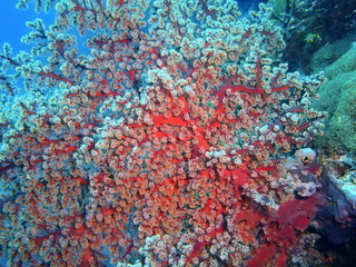 Soft coral, Island Bali