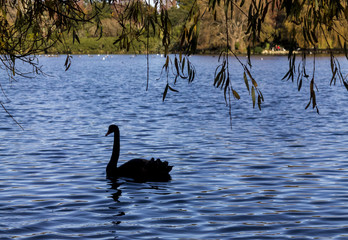 Naklejka premium Swan swimming on a lake