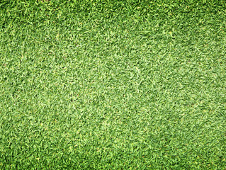 Obraz premium Golf Courses green lawn