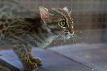 Leopard cub aggressive Trapped in a mesh cage.
