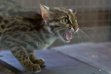 Leopard cub aggressive Trapped in a mesh cage.