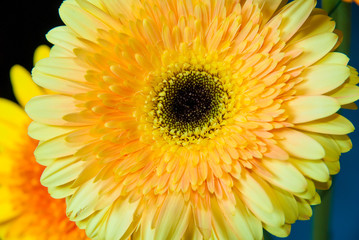 close-up shot of a beautiful yellow gerbera