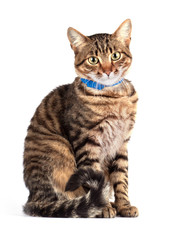 Portrait cat isolated