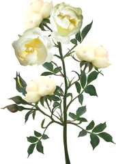 branch of light yellow rose flowers