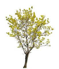 light yellow spring tree isolated on white