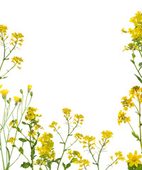 Obraz na płótnie Canvas isolated wild yellow flowers half frame