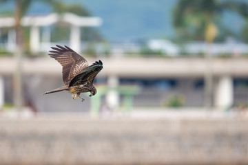 Obraz premium Black Kite (Milvus migrans) flying in city with blur city background