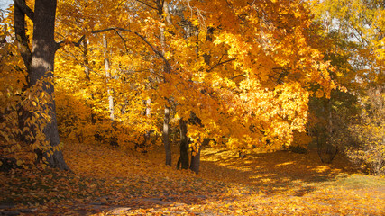 Золотая осень в парке © ira_kalinicheva