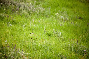  grass on hillside