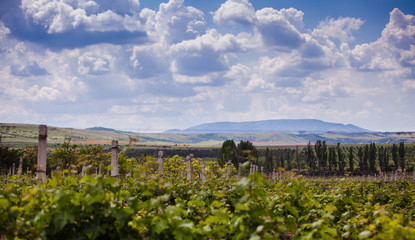 Fototapeta na wymiar clouds over vineyard