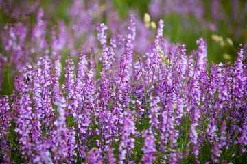  purple wild flowers