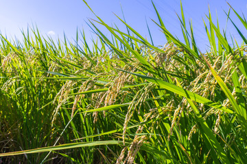 Fototapeta premium Ear of rice