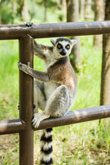 Lovely ring-tailed lemur close up