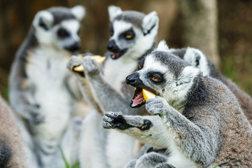 Eat food ring-tailed lemur