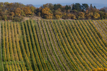 Fototapeta na wymiar Bright Vineyard Plantations and Rolling Hills in the Autumn Mont