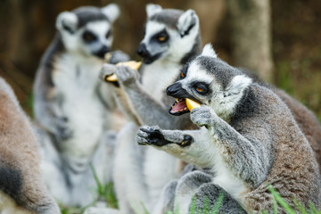 Eat food ring-tailed lemur