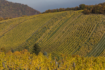 Bright Vineyard Plantations and Rolling Hills in the Autumn Mont